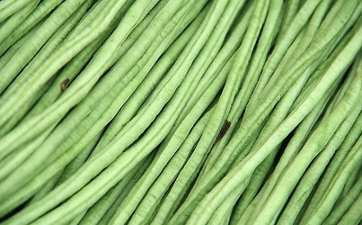 豆角冷庫(kù)工程